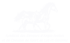Association des Eleveurs d'Anglo-arabes et de chevaux de Sport de Lot-et-Garonne